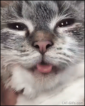 Funny Cat GIF • Cute BLEP. Cat sticking his pink tongue out. He is very serious and patient... Funny Cat GIF • Cute BLEP. Cat sticking his pink tongue out. He is very serious and patient...