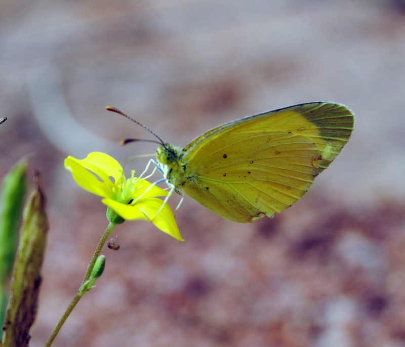 SMALL YELLOW BUTTERFLY
