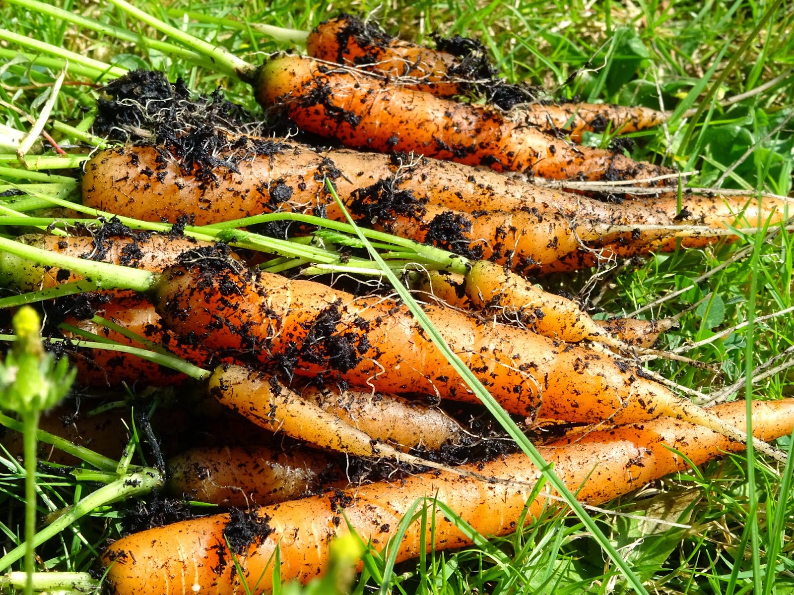 Cornish Chickpea Too Many Carrots!