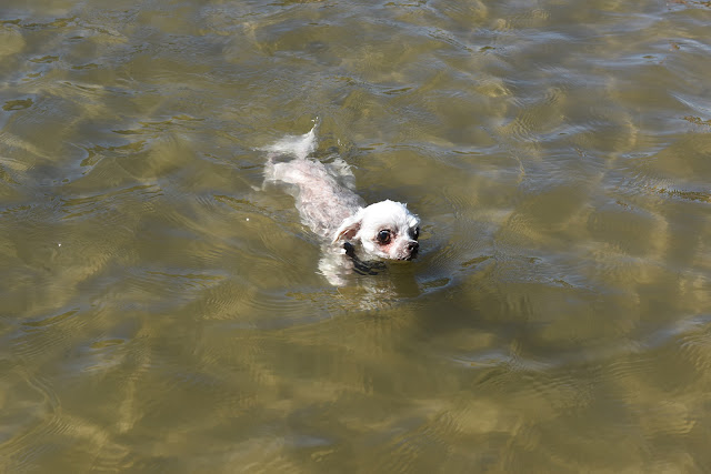 dog, heat stress, heat stroke, climate change, one welfare