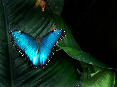 butterfly-pictures%2B%25287%2529.jpg