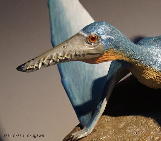 恐竜・古生物造形作品ギャラリー ランフォリンクス(2015)