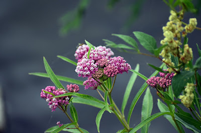 Swamp milkweed