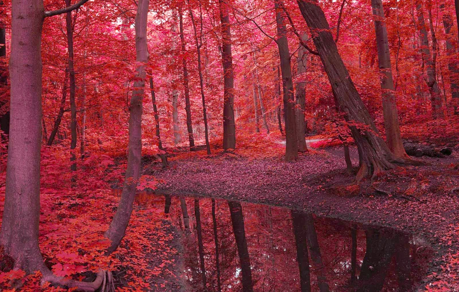 Red Forest Landscapes Nature Autumn Beauty Wallpaper