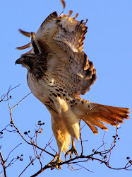 hawks tailed texas wildlife birding watching se
