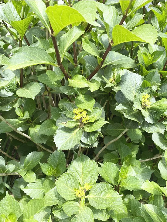 hydrangea buds on the bush