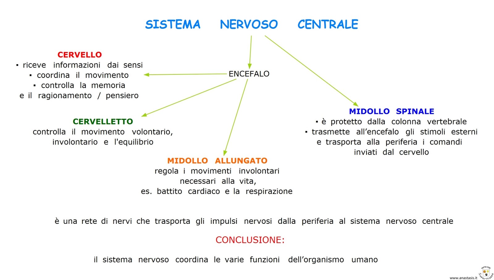 Paradiso delle mappe: Il sistema nervoso - schema