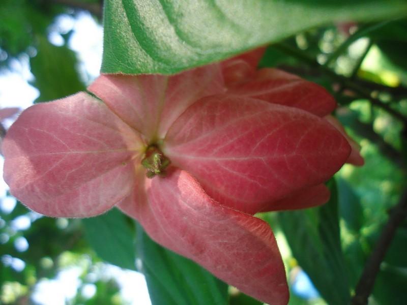 Kata Romantis Bunga Nusa Indah Merah Muda - Rumah Daun Muda