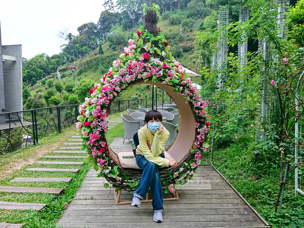 苗栗景點,雅聞七里香玫瑰森林,苗栗親子旅遊