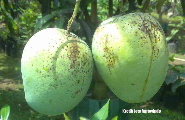 Jenis-jenis Mangga di Indonesia Termanis dan Terpopuler