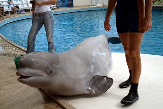 DolphinLand, BeachPark, Antalya'daki bir gösteride, Mila adlı 6 yaşındaki beyaz balina.