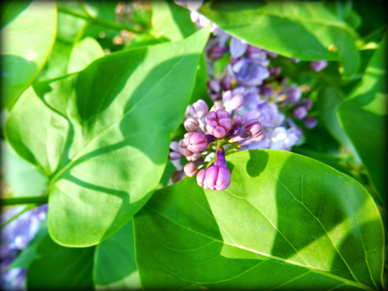 Kim's County Line: Lilacs in Bloom