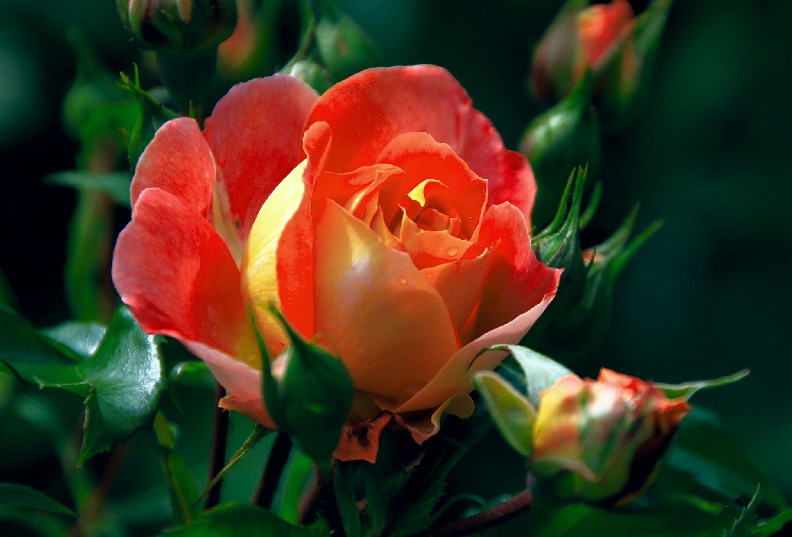 Tổng hợp hình ảnh hoa hồng leo đẹp nhất  Hoa hồng leo Hoa hồng Hoa