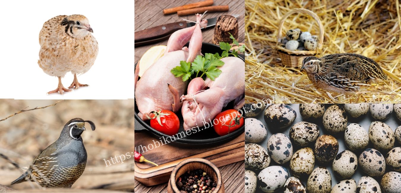 bildircin turleri ve ozellikleri