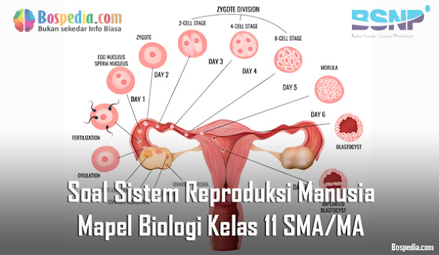 Soal Sistem Reproduksi Manusia Mapel Biologi Kelas 11 SMA/MA