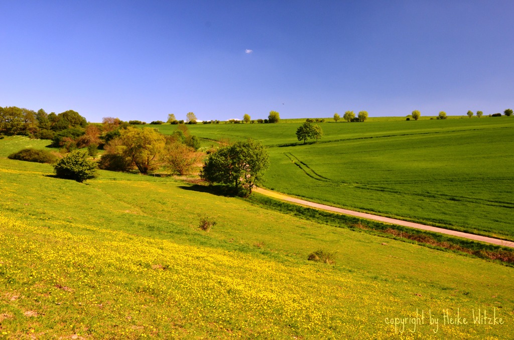 QueenofHearts Frühling auf der Lettweiler Höhe