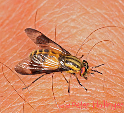 deer flies fly looking eaton rapids joe notable common local