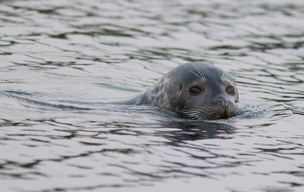 Weedon S World Of Nature Sammy The Seal