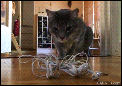 Crazy Cat GIF • Hilarious fearful cat startled by evil earphones doing a huge backflip. Funny cat-likes reflexes Crazy Cat GIF • Hilarious fearful cat startled by evil earphones doing a huge backflip. Funny cat-likes reflexes