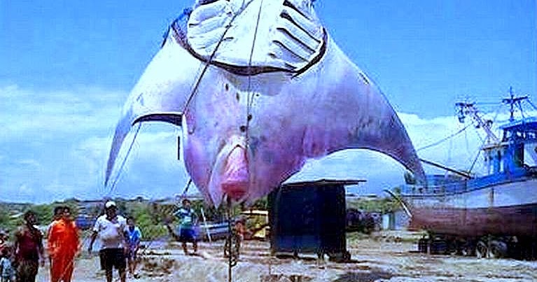 ANPP Animales y Plantas de Perú: Mantarraya Gigante - Manta birostris