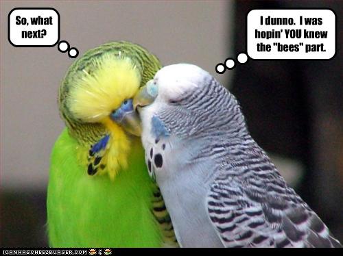 [Image: funny-pictures-birds-kiss.jpg]