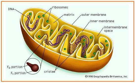 Soal Biologi Sel Dan Jaringan Biologi