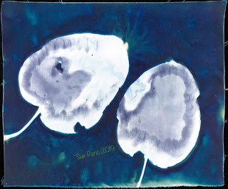 Wet cyanotype -Sue Reno_Image 664