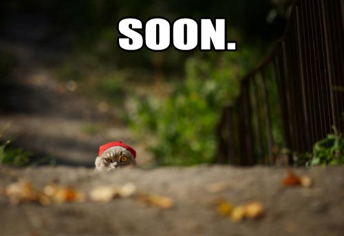 soon meme pictures, funny animal pictures, funny animals, soon meme animals