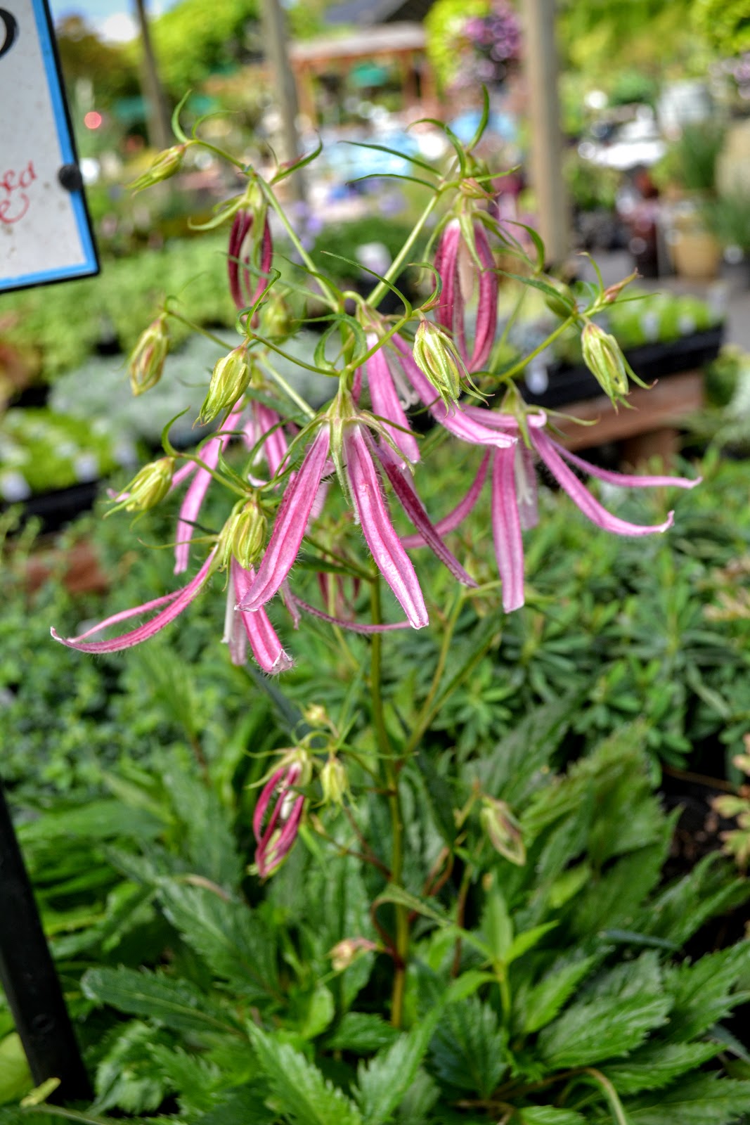 The Outlaw Gardener Vassey's Big September Sale Starts Today!