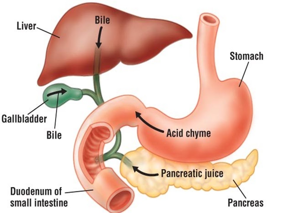 SONU ACADEMY HUMAN DIGESTIVE SYSTEMTEXT