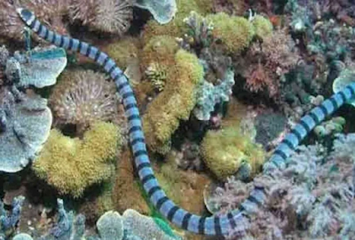 Most Venomous Snake in world समुद्री सांप (Belcher’s Sea Snake)