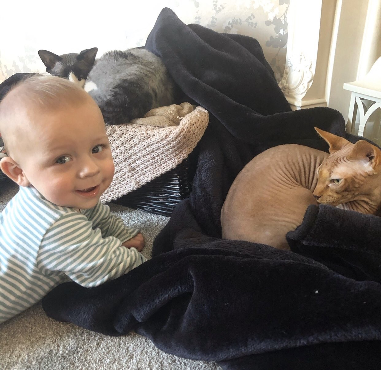 Cats Protection Bridgend Adoption Centre Blog Cats and Human Pregnancy