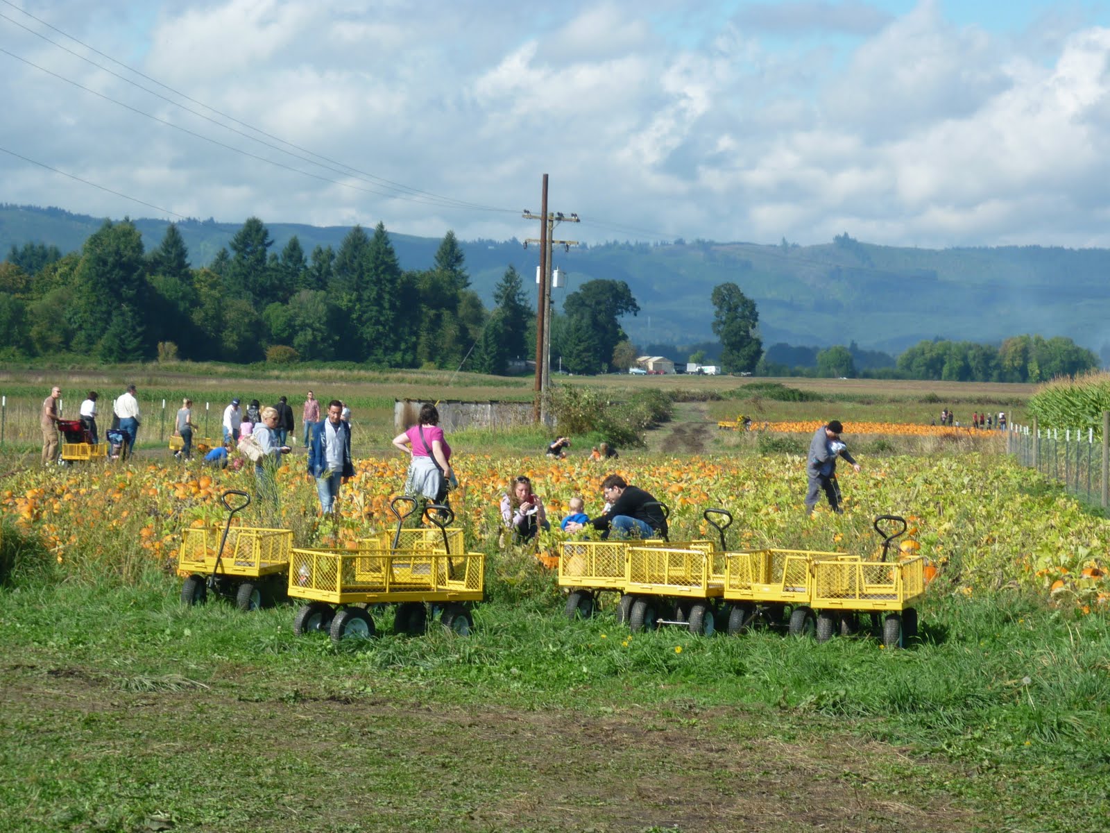 Plot 5E Sauvie Island Corn Maze