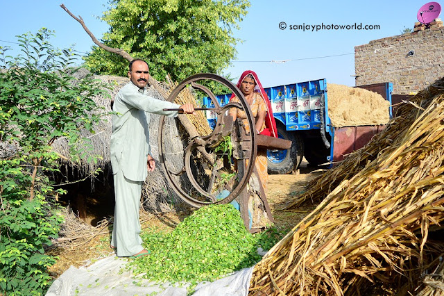 Indian farmer working