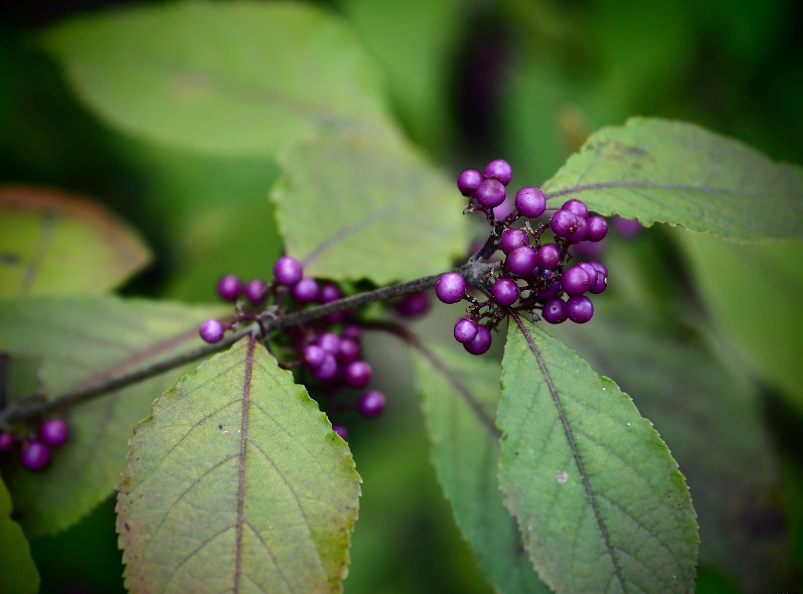 ΔΙΑΦΟΡΑ ΦΥΤΑ - ΔΕΝΔΡΑ photos - wallpapers (ανανεωμένο) | the fun bank