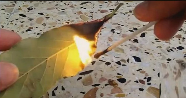She Burns Laurel Leaves In Her House! Everyone Will Want To Do The Same!