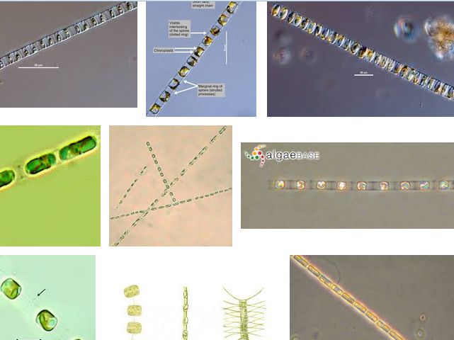 Jenis Fitoplankton Sebagai Pakan Alami Ikan - Rahasia Trik Mancing