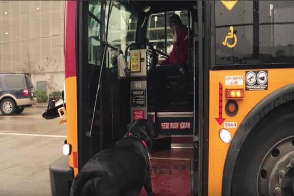 Street Smart Canine Knows Exactly How To Use Bus Pass To Reach The Pet Dog Park Alone