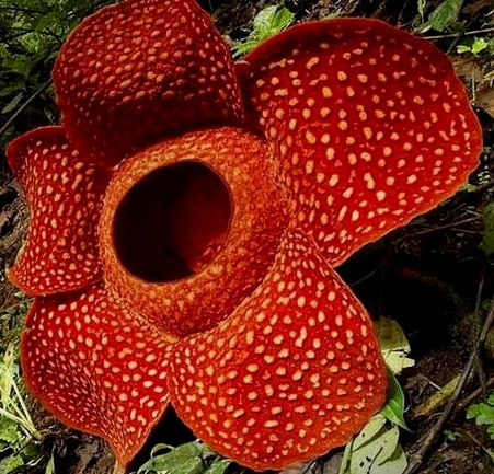  Hewan  Dan Tumbuhan Langka  Di Indonesia Flora dan Fauna 