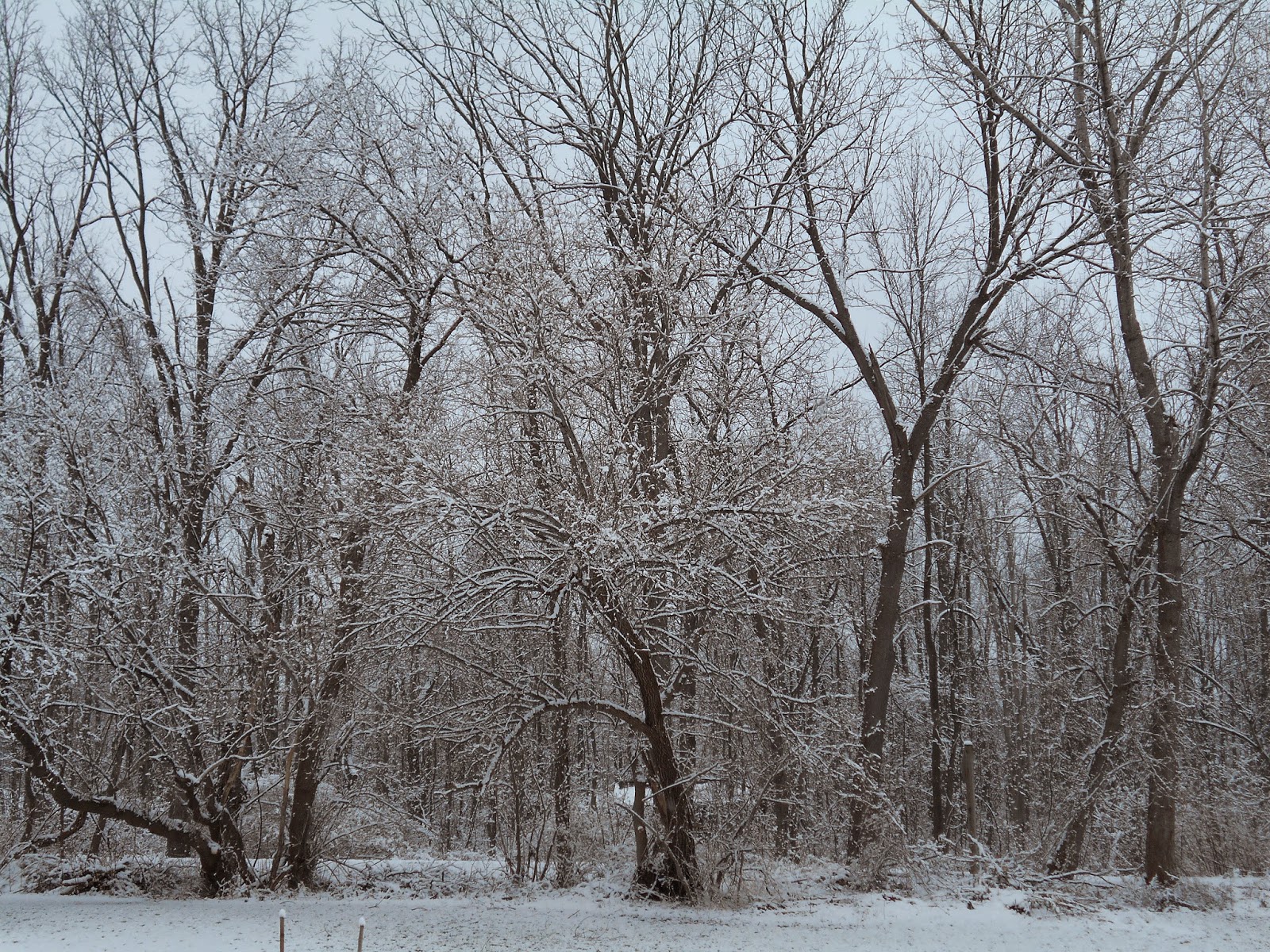 New York State of Mind THANKSGIVING DAY SNOW PICTURES