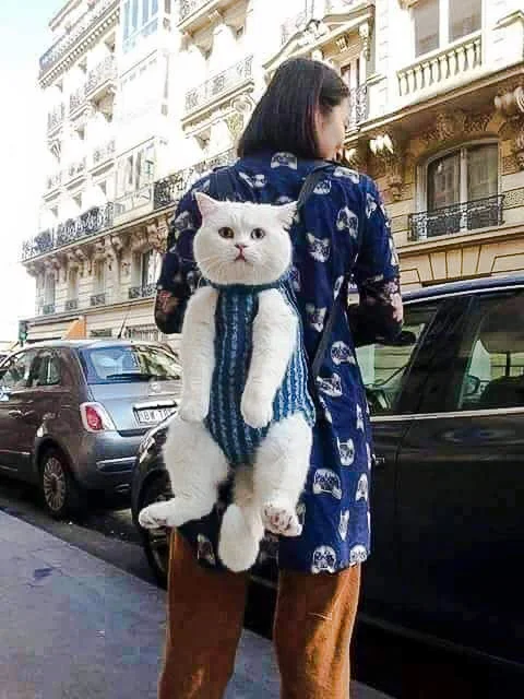Picture of a relaxed white cat in a harness on the back of a pedestrian
