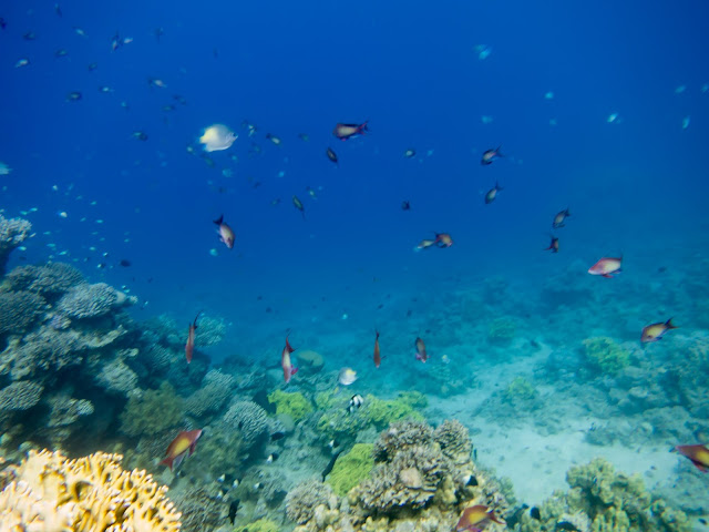 Aqaba Scuba Diving 42