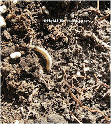 soil worms plant worm millipede into spring investigation further