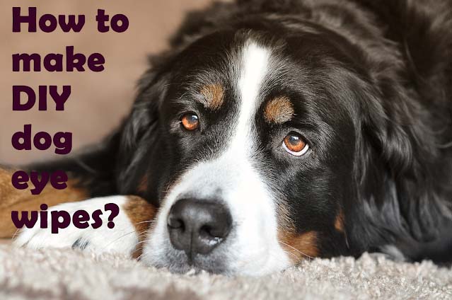 How to make diy eye wipes for dogs? How to make diy eye wipes for dogs?