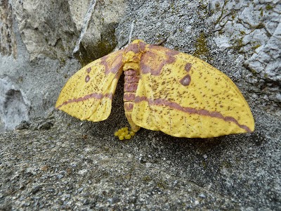 Franklin County (PA) Gardeners: National Moth Week is Coming!