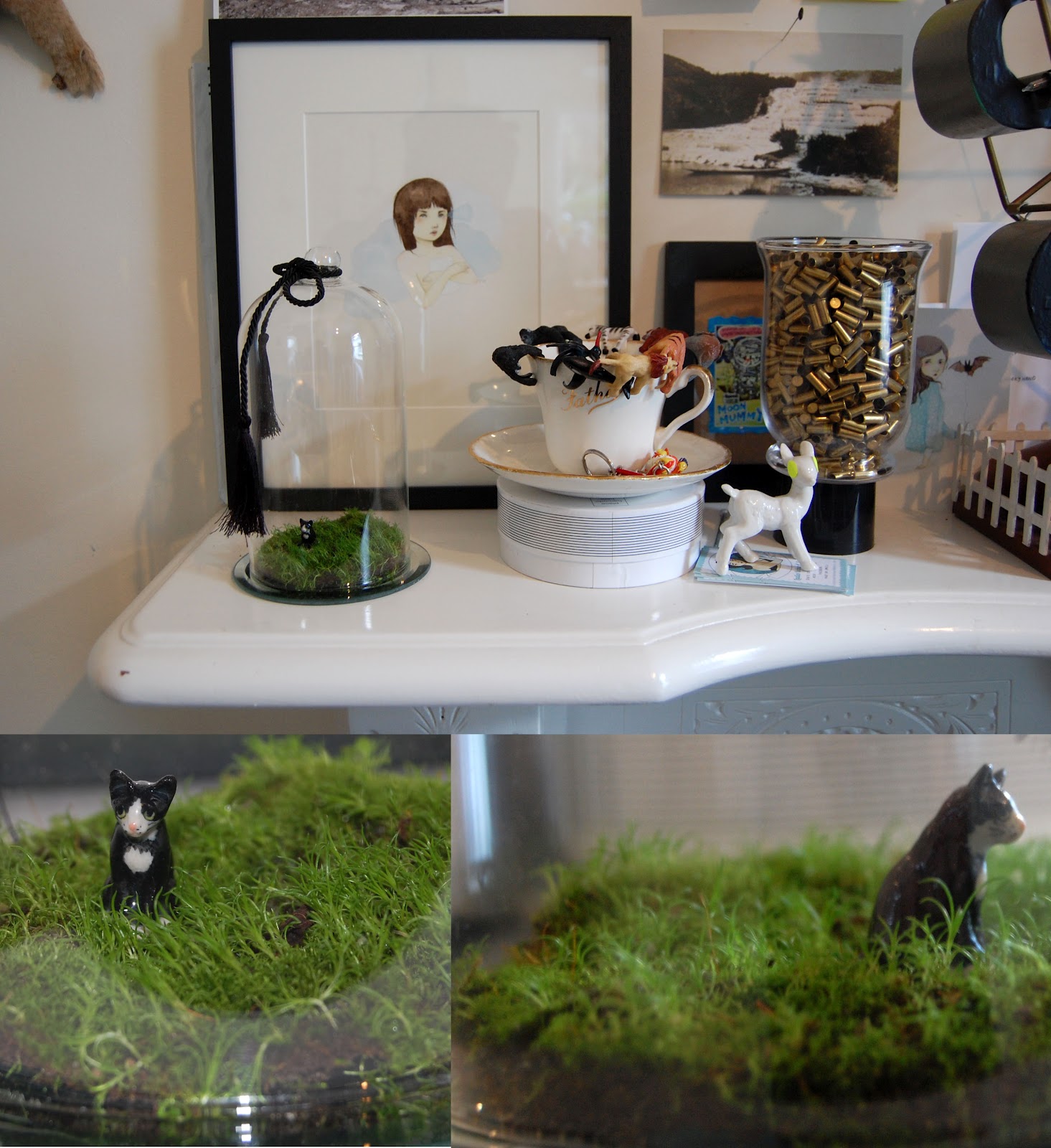 The Battling Evee Sisters Cat Moss A Terrarium Story