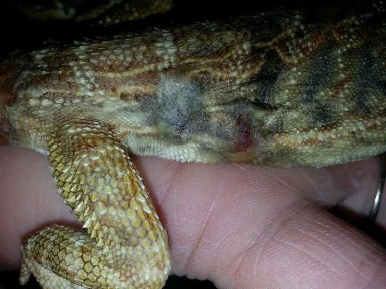 black-spots-on-bearded-dragon-belly-8.jpg