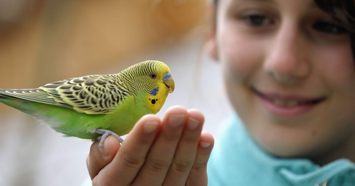 Birds Blog Complete Pet Birds Care Tips