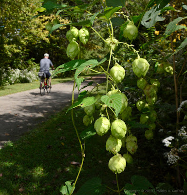 Photo of hops flowers dangling along the edge of the Little Miami Scenic Trail north of Xenia.