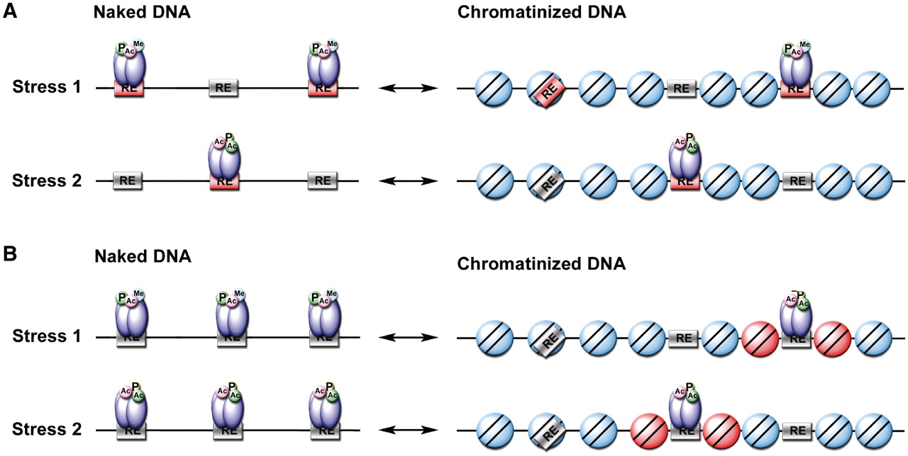 cis-regulatory evolution: Formation of stress-specific p53 binding ...